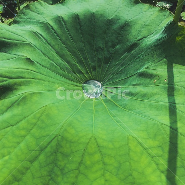연잎,잎파리,물방울,꽃잎,물,식물,자연,plants,nature