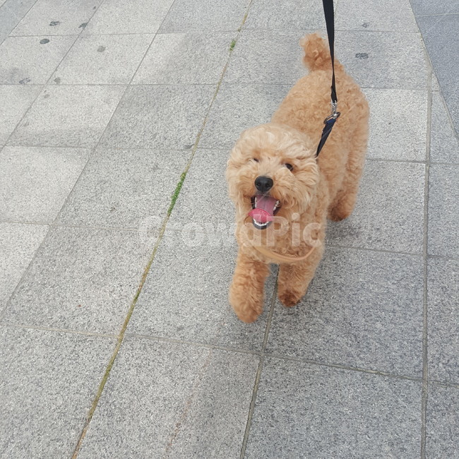 강아지,행복해하는,웃고있는,산책하고있는,뛰는,smile,puppy,happy,running