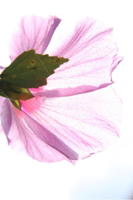 꽃,flower,plant,무궁화,대한민국,나라꽃