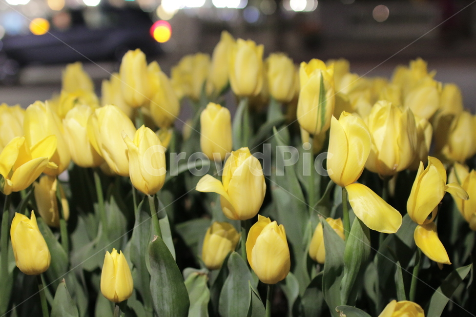 노란색,노랑튤립,야경,봄밤튤립,봄꽃,식물,자연,plants,nature,꽃,flower