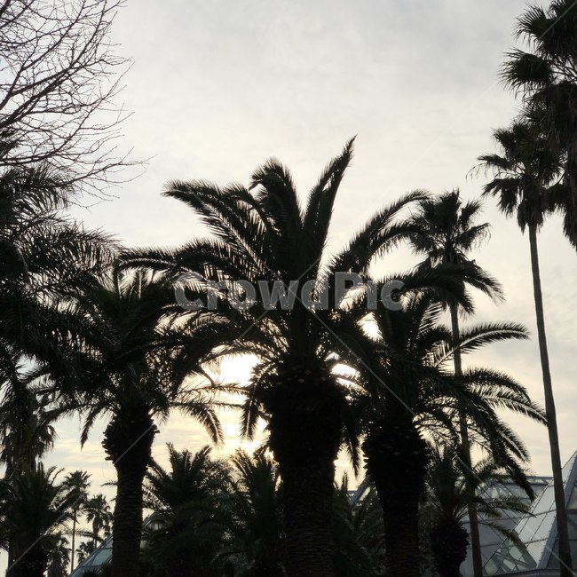 arecaceae,tree,나무,식물,plant,야자수,palmtree