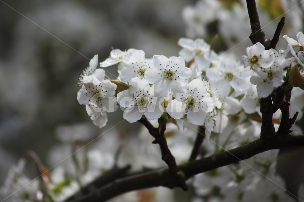 배꽃,꽃,봄,배나무,peartree,돌배꽃,PearBlossom,Pyruspyrifolia