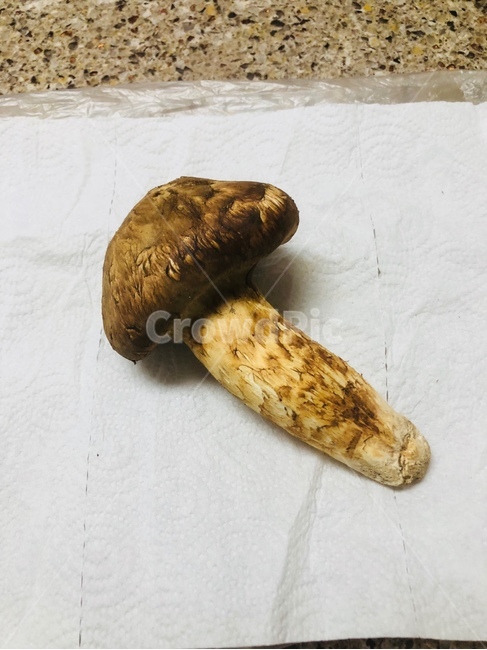 버섯,산,토종,흙,먹거리