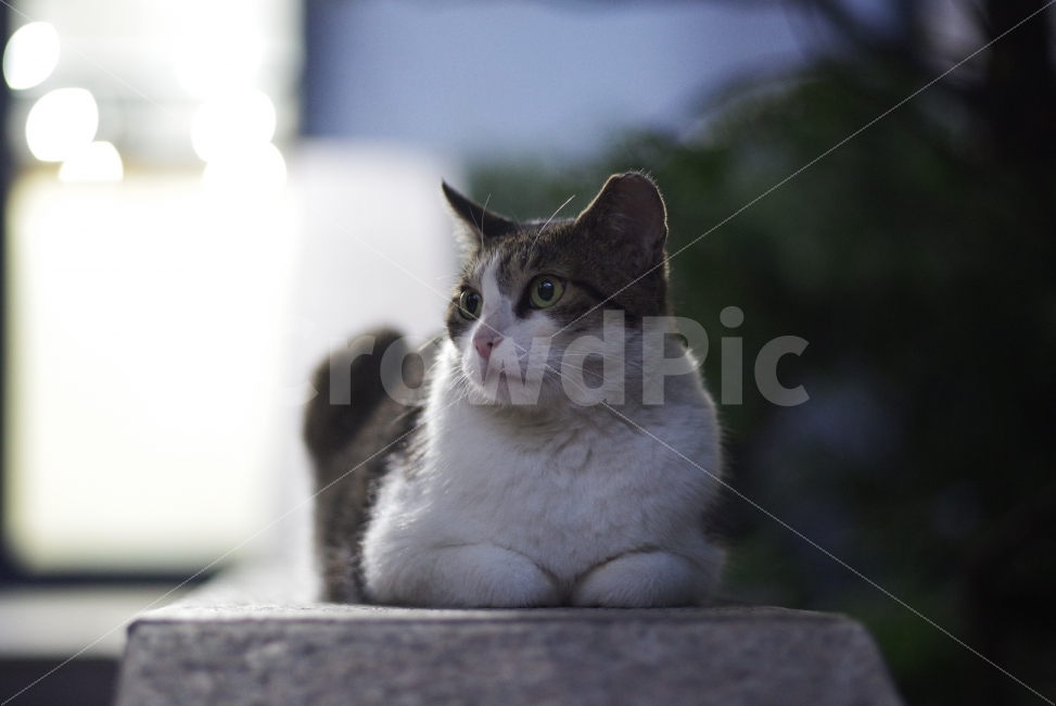 고양이,길고양이,길냥이,반려동물,감성사진,애완동물,예쁜사진,배경화면,미냥,미묘,동물,애완,야생,야생동물,cat,kitty,kitten,cute,lovely,adorable,street,streetcat,stray,straycat,wild,wildcat,wildlife,wildanimal,nature,natural,animal,pet,동물,animal,포유류,mammal,고양이,cat,kitten,kitty