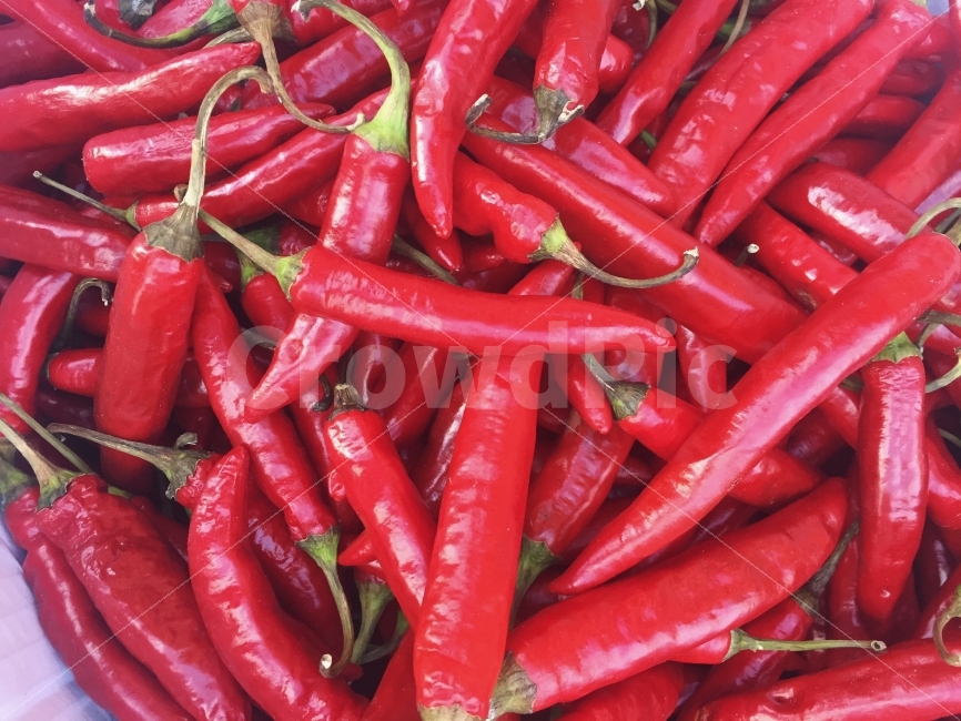 고추,빨강,채소,음식,시작,단체,고춧가루,음식,식재료,요리,food,cook,meal,dishes,food reserves,채소,야채,vegetables