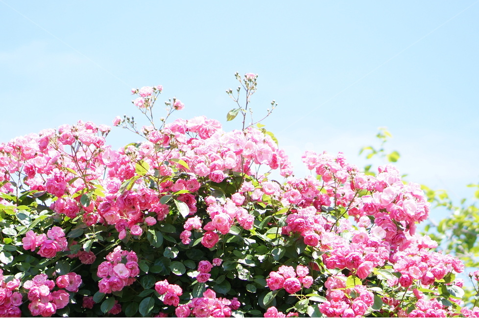 장미꽃,장미,핑크,풍경,5월,맑음,빛,식물,자연,plants,nature,꽃,flower