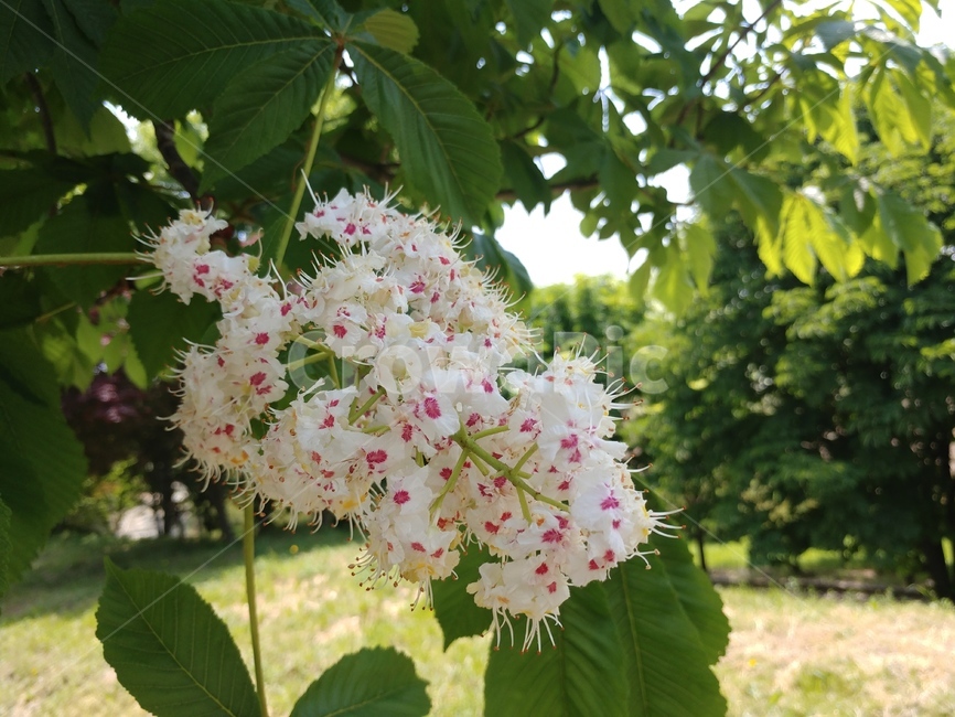 가시칠엽수,서양칠엽수,마로니에,너도밤나무과,마로니에꽃