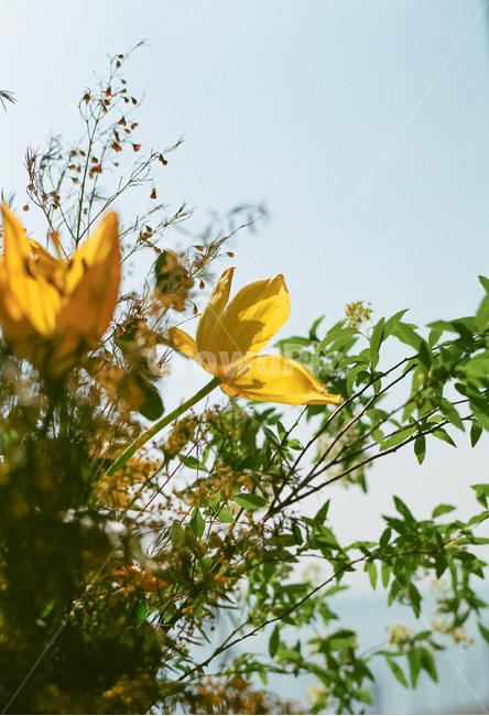 spring flowers,sky,atmosphere,film photography,blue sky,pretty,flower photo,cafe,yellow,Emotional photo