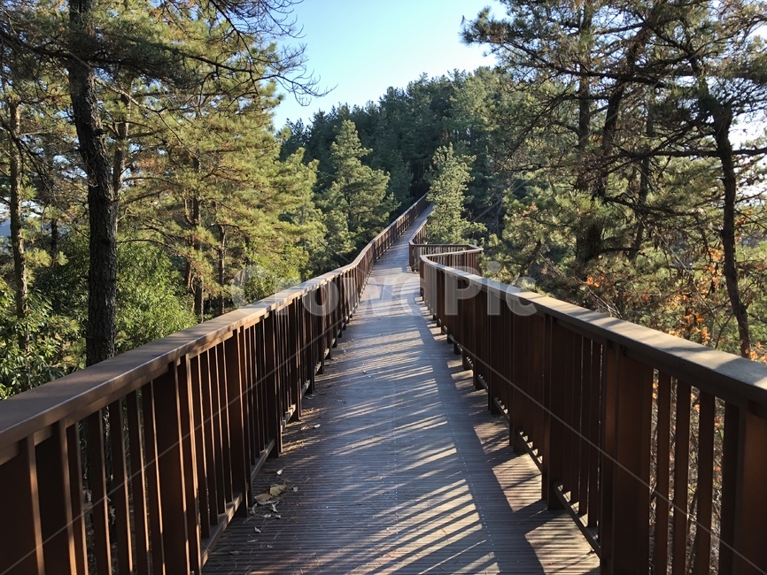 bridge,다리,숲길,맑음,겨울,winter,산책로,나무,tree