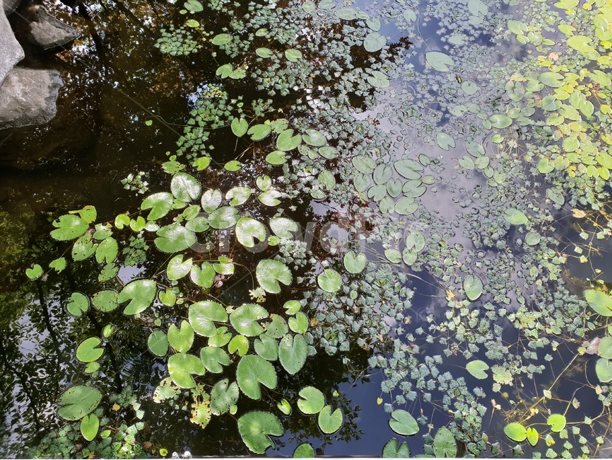 수초,물,자연,식물,배경이미지,여름,호수,연못,background,natural,초록,그린,green,여러해살이,배경,배경화면,색감,바탕,텍스쳐,질감,패턴,이미지,식물,자연,plants,nature