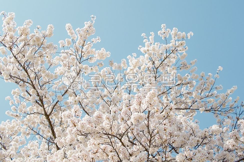 sky,Cherry Blossom,cherryblossoms,flower,spring,spring flowers,petal,spring sky