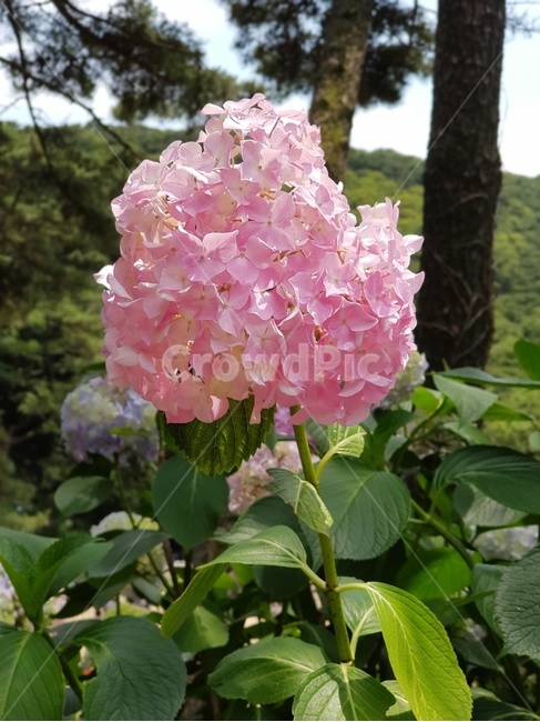 수국,꽃,수국축제,flower,여름,초여름,장마