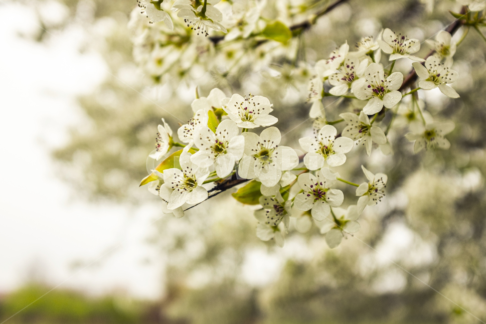 plant,식물,꽃,벚꽃,나무,미국,봄,화이트,spring,white,flower,cherryblosssom,cherry,blossom,tree