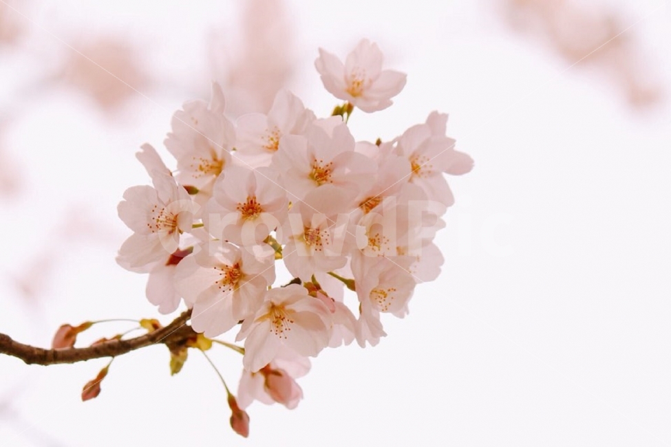 봄,벚꽃,사진,감성사진,꽃사진,봄,계절,spring,season,식물,자연,plants,nature,꽃,flower,감성,sensible,feeling,색깔,색상,색채,색감,color sense,color sensitivity,feeling of color,plant,blossom,cherry blossom
