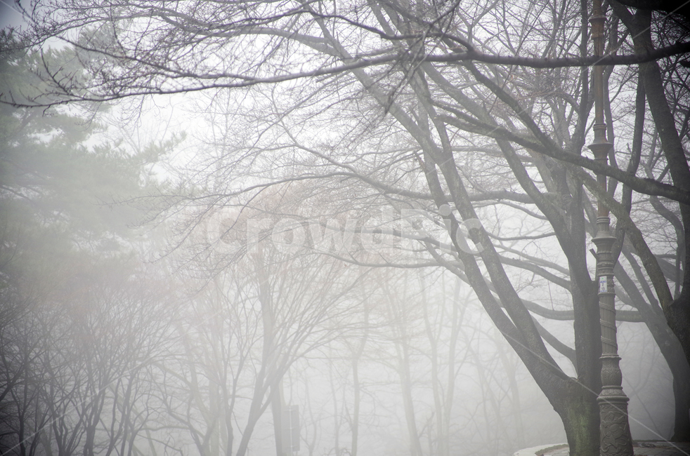 안개,fog,숲길,안개이미지,foggy,자연,풍경,nature,landscape,weather,날씨,outdoors,옥외