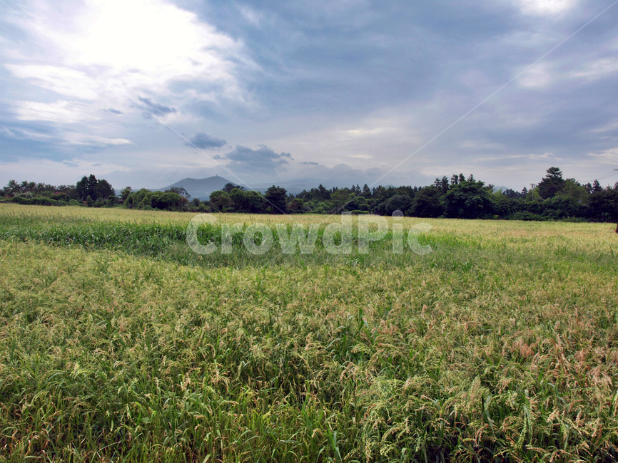 농작물,저지마을,제주,올레14코스,올레길,농사,자연,풍경,nature,landscape,outdoors,옥외,grassland,목초지,field,들