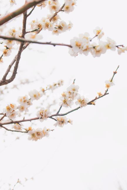 plant,식물,blossom,꽃,flower,매화,흰색,봄,자연,나무,white,spring,nature,tree,감성,포근한,따뜻한,분위기있는,warm