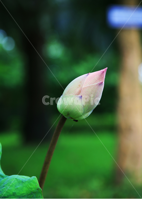 꽃봉오리,연꽃봉오리,연꽃,bud,꽃,자연,아웃포커스,클로즈업,접사,식물,flower,closeup,lotus,홍련,식물,자연,plants,nature,꽃,flower