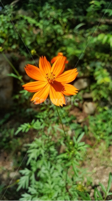 꽃,가을,센치,꽃한송이,주황빛,식물,자연,plants,nature,꽃,flower