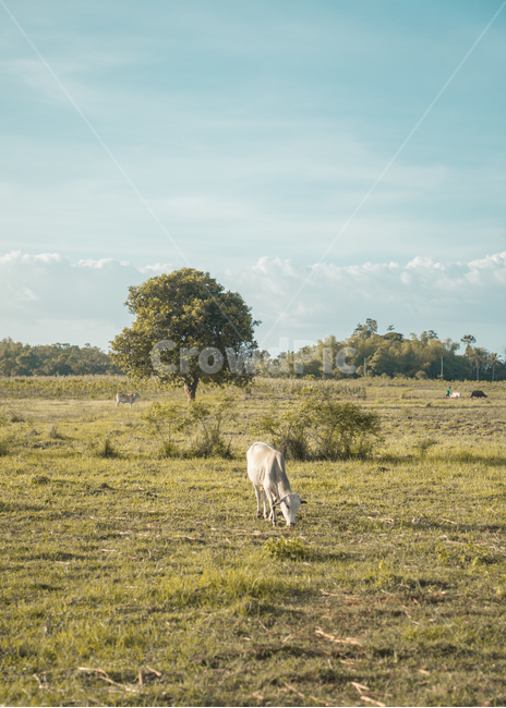 자연,말,초원,들판,하늘,자연,풍경,nature,landscape,해외,외국,세계,foreign,oversea,world,세계자연풍경,해외자연풍경,외국자연풍경,world nature landscape,동물,animal,포유류,mammal,field,들,outdoors,옥외,grassland,목초지,rural,농촌,farm,농장