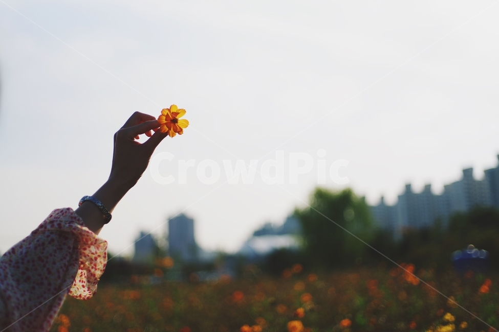 꽃,코스모스,꽃밭,cosmos,flower,자연,nature,가을,fall,autumn,yard,감성,감성사진,향기,sunset,노을,손,hand