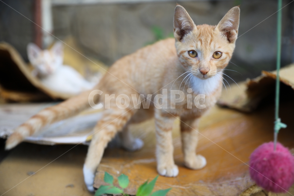 고양이,길냥이,동물,묘,생활,동물,animal,포유류,mammal,고양이,cat,kitten,kitty