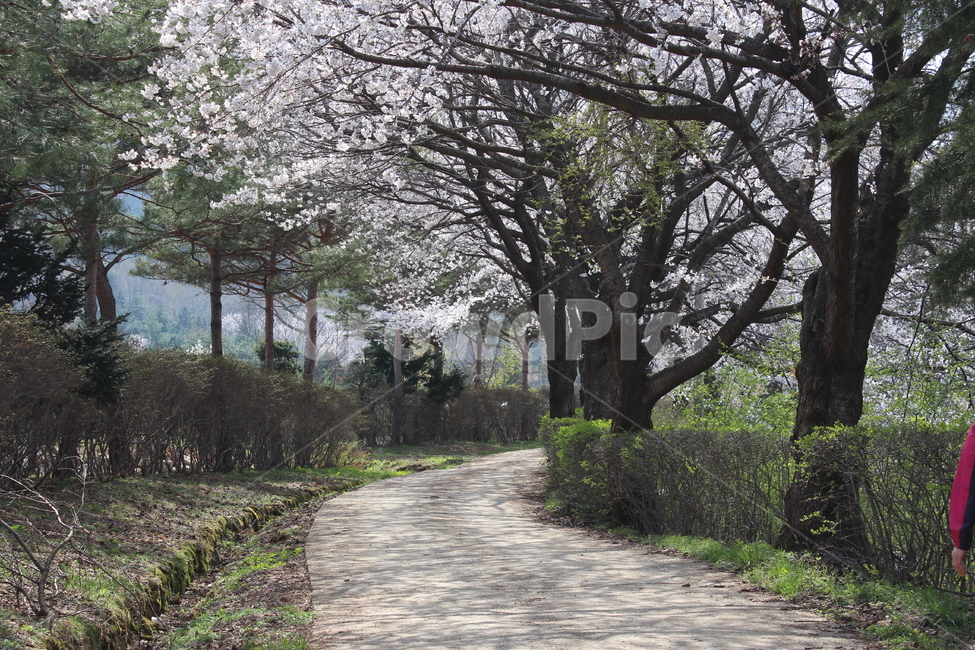 벚꽃,나무,봄,소나무,길,봄,계절,spring,season,자연,풍경,nature,landscape,plant,식물,tree,tree trunk,나무 줄기