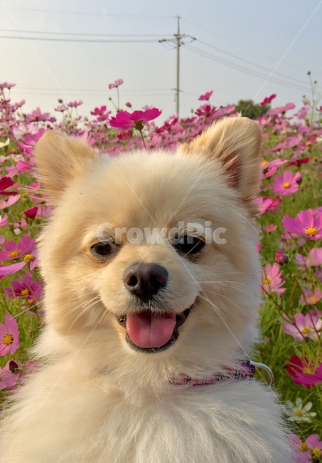 개,강아지,멍멍이,코스모스,꽃밭,반려견,산책,나들이,웃음,미소,표정,가을,계절,fall,autumn,season,동물,animal,포유류,mammal,개,강아지,dog,doggy