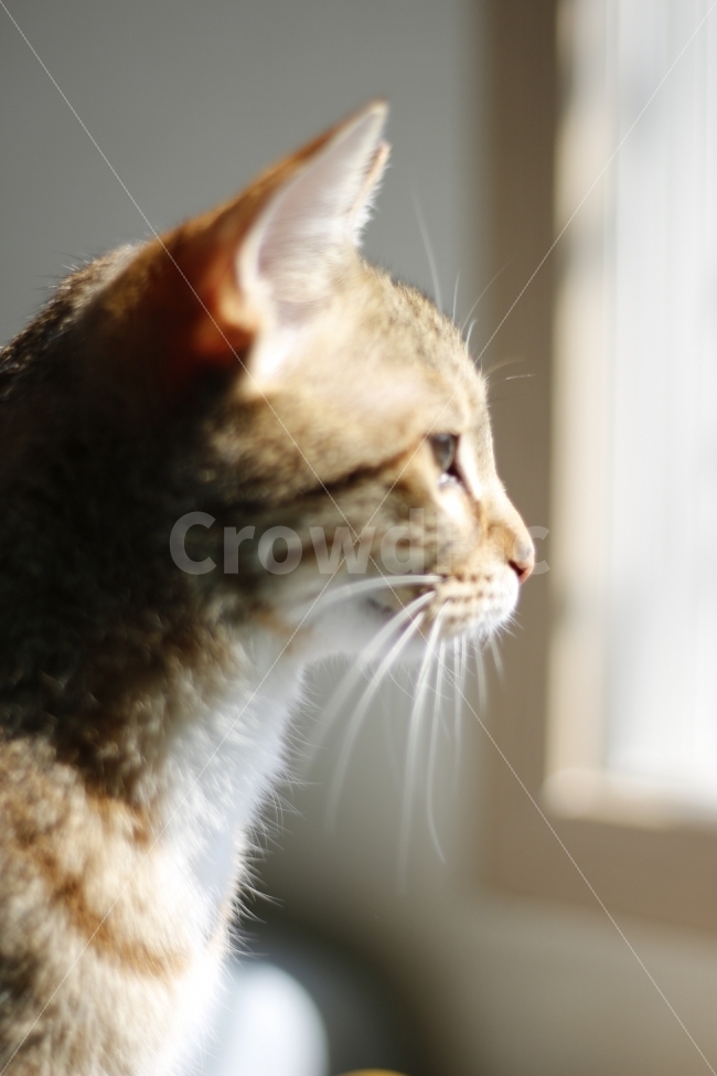 고양이,반려동물,유기묘,길냥이,애완동물,cat,pet,kitten,아기고양이,코숏,코리안숏헤어,캣대디,캣맘,햇살,아침,반려묘,morning,sunshine,동물,animal,고양이,cat,kitten,kitty,포유류,mammal