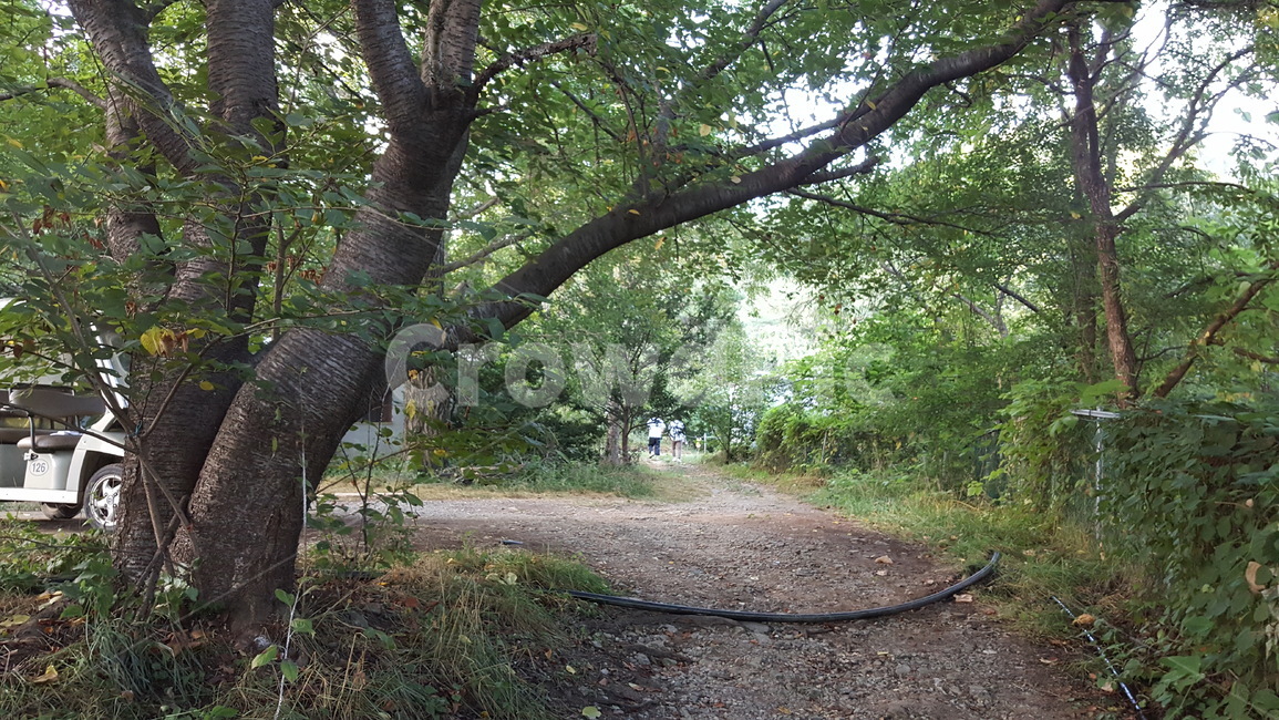 자연,연두,식물,풍경,숩,나무,자연,풍경,nature,landscape,tree,plant,tree trunk,나무 줄기