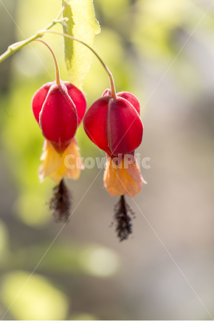 봄,꽃,은초롱,생명,자연,식물,봄,계절,spring,season,식물,자연,plants,nature,꽃,flower,plant
