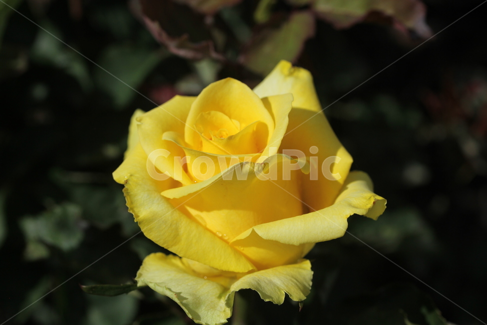 장미,봄꽃,식물,꽃,노랑장미,식물,자연,plants,nature,꽃,flower