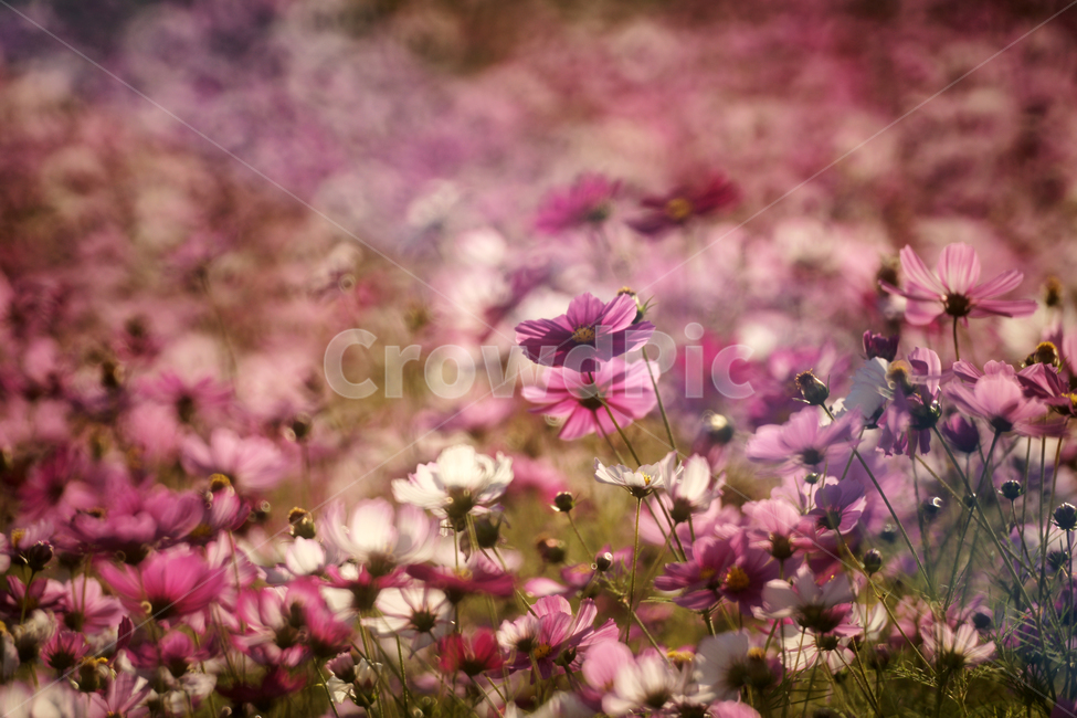 코스모스,꽃,식물,줄기,가을,자연,계절,가을,계절,fall,autumn,season,식물,자연,plants,nature,꽃,flower,plant,petal,꽃잎,blossom,geranium,제라늄