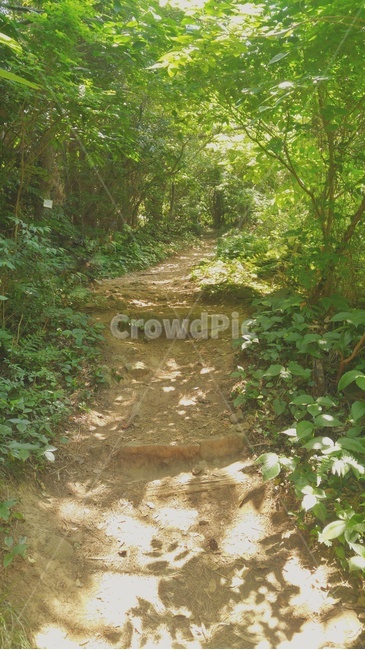 자연,나무,오솔길,산,풀,nature,trail,path,mountain