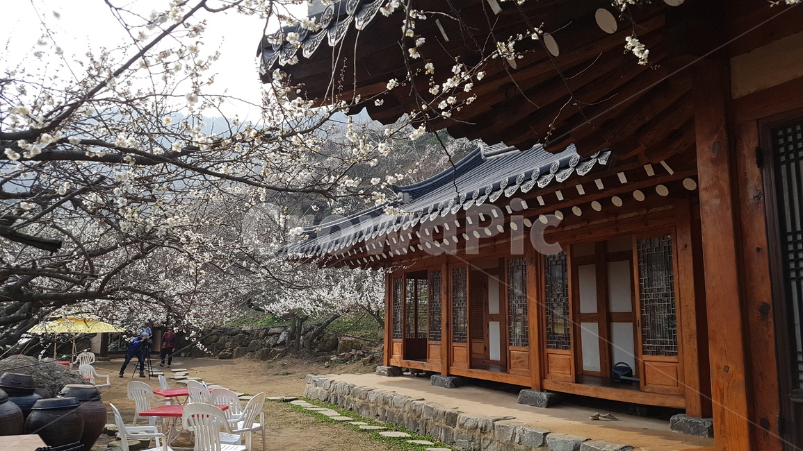 광양,매화,매화축제,광양매화마을,홍쌍리매화마을,한옥,한국전통,한국문화,korean traditional,korean culture,건축물,건물외관,exterior,building,structure,architecture,construction
