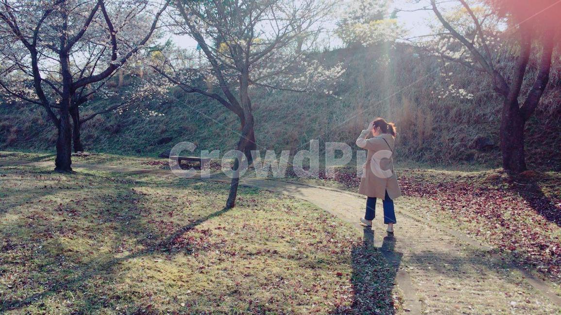 가을,낙엽,산책,나무,햇살