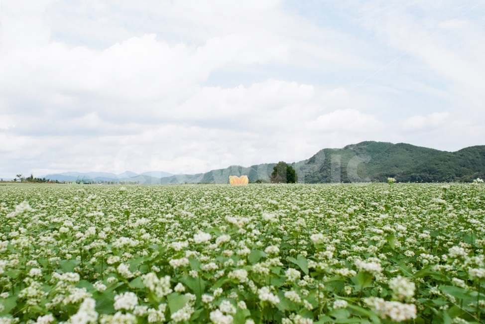 메밀꽃,메밀꽃밭,메밀꽃단지,성주메밀꽃단지,성주메밀꽃밭,자연,풍경,nature,landscape,한국자연풍경,한국자연경관,korea nature landscape,식물,plants,꽃,flower,outdoors,옥외,field,들,grassland,목초지