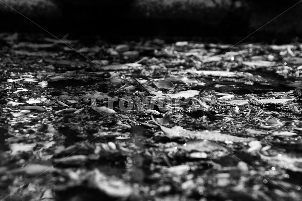 낙엽,흑백사진,고인물,가을,나뭇잎,가을,계절,fall,autumn,season,흑백,모노톤,monochrome,black and white,ground,바닥