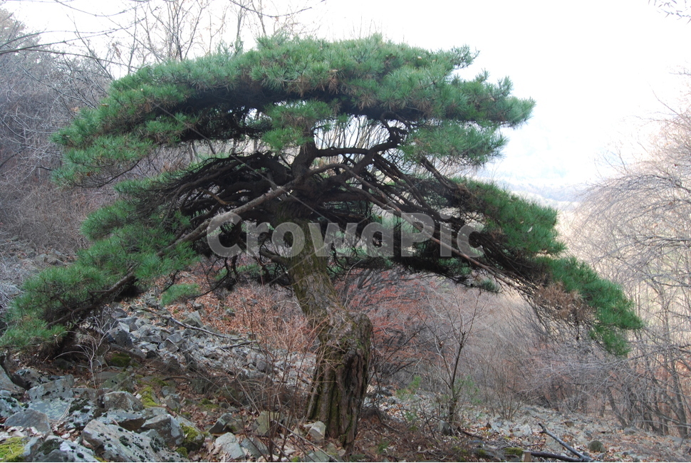 추읍산,양평,나무,자연,휴양림,식물,자연,plants,nature,나무,trees,wood