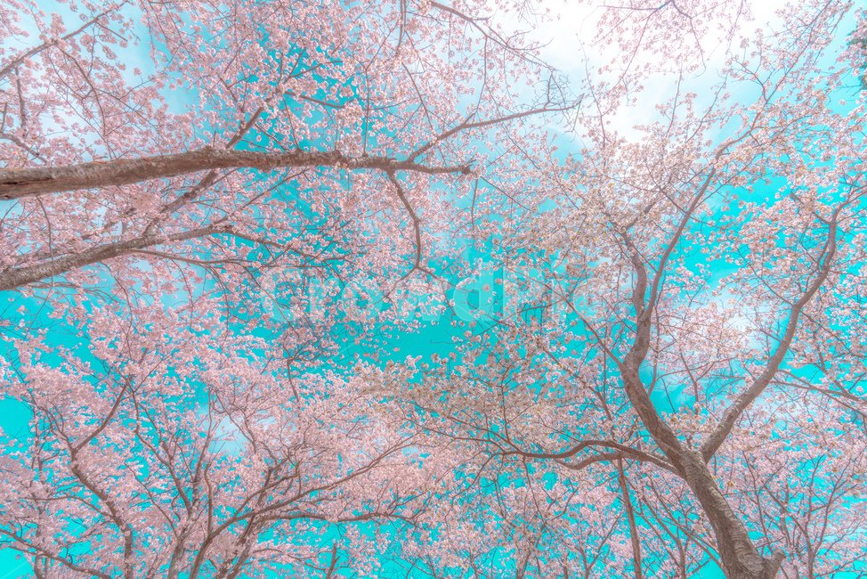 cherryblossom,cherry,background,season,pink,natural,nature,blossom,plant,beautiful,flower,spring,tree,bloom,fullbloom,벚꽃,버찌,벚나무,배경,벚꽃시즌,분홍,핑크,자연,식물,아름다움,꽃,봄,나무,만개,unrealistic,animation,distinctive,mood,비현실적인,애니메이션,독특한,분위기,sky,skybackground,하늘,하늘배경,pastelcolor,fairytale,파스텔톤,동화,봄,계절,spring,season