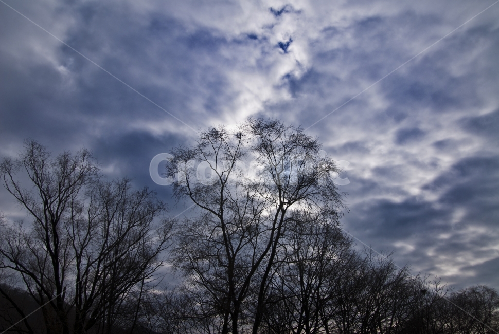 하늘,구름,나무,실루엣,파랑,sky,cloud,tree,silhouette,blue,자연,풍경,nature,landscape,식물,plants,나무,trees,wood,weather,날씨,outdoors,옥외