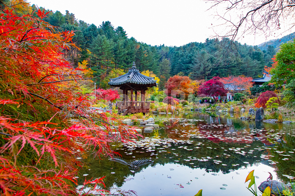 plant,식물,tree,나무,정원,팔각정,단풍,가을,은행나무,낙엽,물,풍경,가을,계절,fall,autumn,season,자연,풍경,nature,landscape