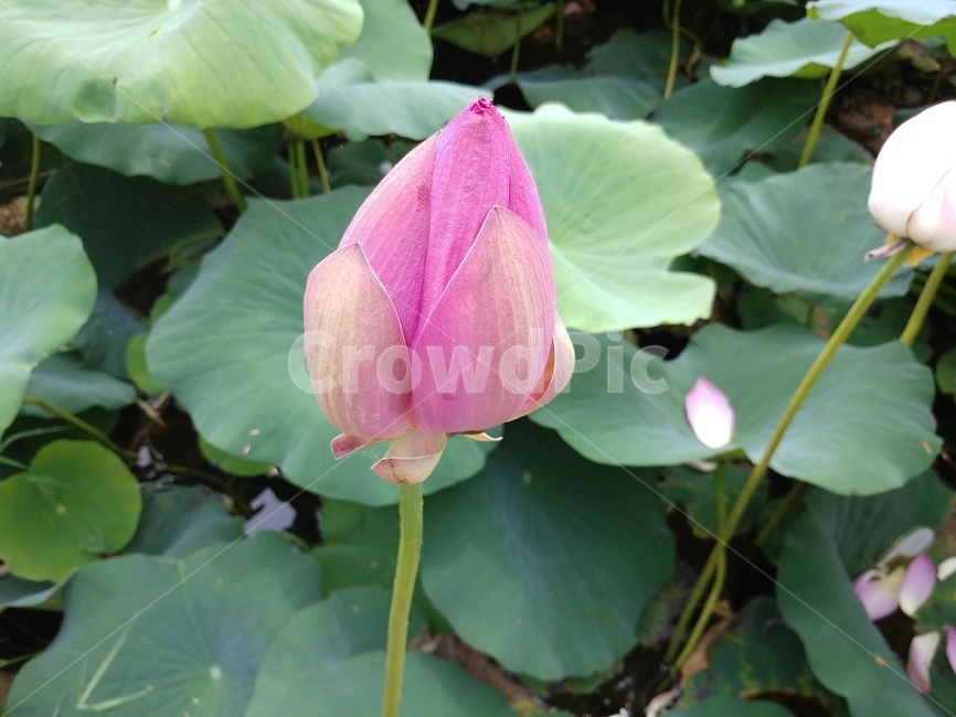 연꽃,수련과,lotus,수련,물풀,수단화