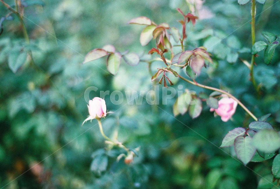 장미,장미정원,정원,식물,꽃,식물,자연,plants,nature,꽃,flower,감성,sensible,feeling