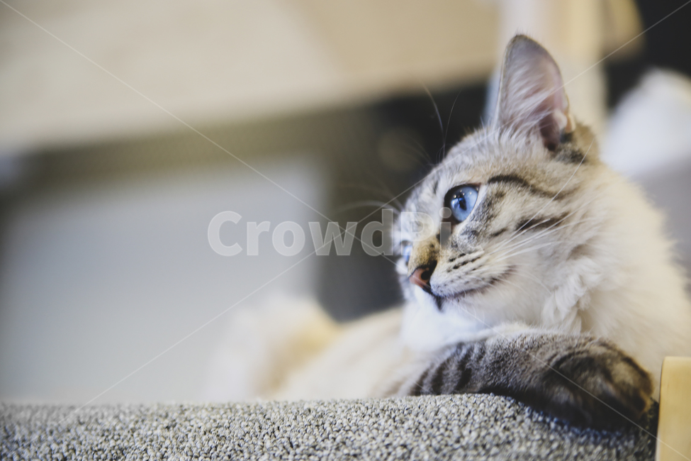 동물,고양이,시선,고양이눈,애완동물,감성,옆모습,한마리,포유류,animal,cat,eyeline,feeling,mammal,kitten,kitty,동물,animal,포유류,mammal,고양이,cat,kitten,kitty,감성,sensible,feeling
