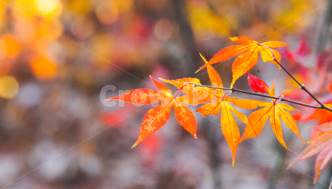 가을,단풍,계절,나무,자연,식물,가을,계절,fall,autumn,season,식물,자연,plants,nature,leaf,잎,plant,tree,maple