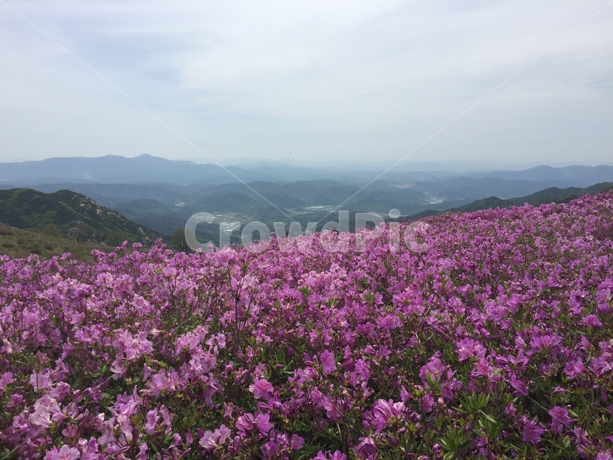풍경,하늘,산,철쭉,꽃,배경,자연,풍경,nature,landscape,식물,plants,꽃,flower