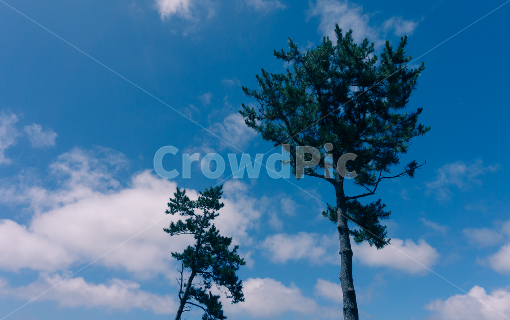 하늘,나무,구름,자연,sky