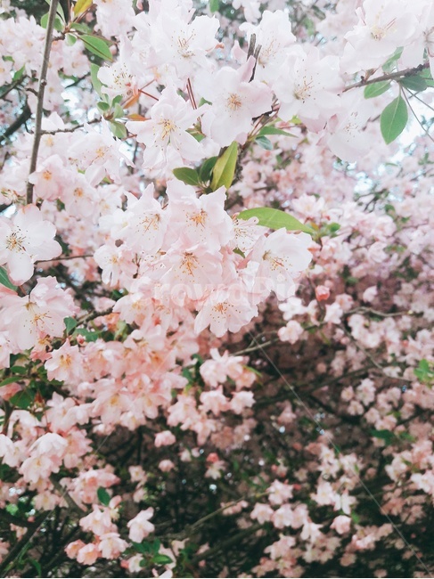 꽃,봄꽃,봄,spring,flower,꽃나무