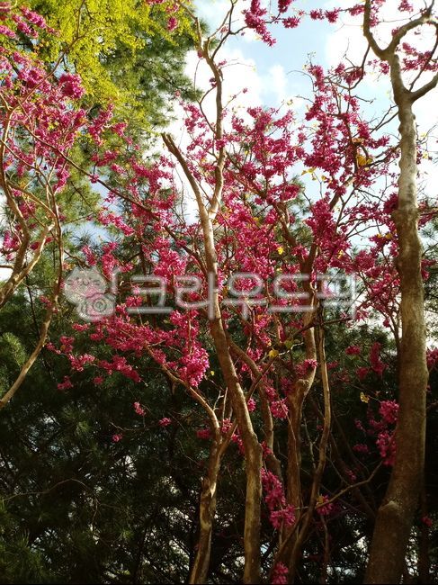 sheath tree,Paktaegi tree,Bucktaegi tree flower,legume,judastree,bead flower tree,chineseredbud,Judas tree,rice bran flower tree